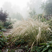 Stipa Extremeorientalis Grass Seeds for Ornamental Garden Planting