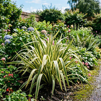 A variegated ornamental grass plant with long, sword-like green and cream leaves, planted in a lush garden bed surrounded by hydrangeas, other greenery, and a gravel path.
