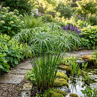 Cyperus Alternifolius Grass Seeds for Planting – Ornamental Umbrella Grass