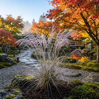Stipa Elegantissima Grass Seeds for Ornamental Landscaping