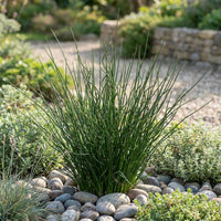 Juncus Pincei Grass growing in an ornamental landscape garden