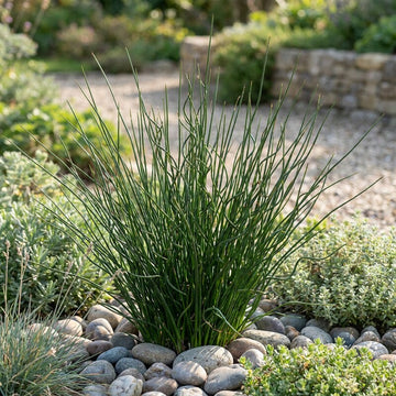 Juncus Pincei Grass growing in an ornamental landscape garden