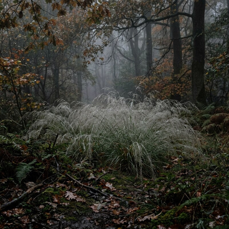 Oryzopsis Miliacea grass seeds growing in a healthy landscape