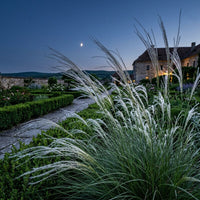 Stipa Lessingiana Grass Seeds for Planting | Premium Ornamental Grass