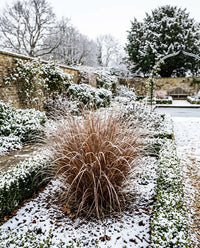 Carex Buchananii Grass Seeds for Ornamental Garden Landscaping