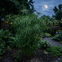 Cyperus Involucratus Grass Seeds for Ornamental Landscaping