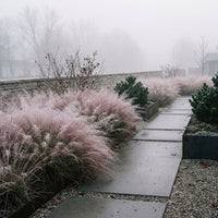 Muhlenbergia Capillaris ornamental grass growing in a landscaped garden