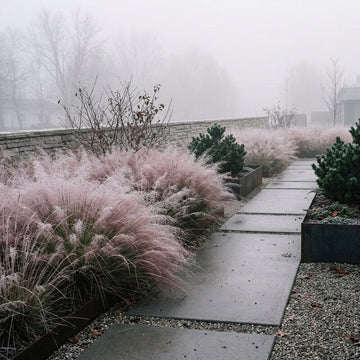 Muhlenbergia Capillaris ornamental grass growing in a landscaped garden