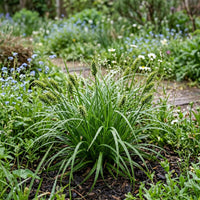 Carex Grayi ornamental sedge growing in a landscaped garden