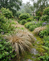Carex Comans Frosted Curls ornamental grass with fine cascading foliage in a garden landscape