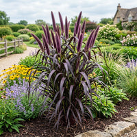 Pennisetum Glaucum 'Purple Majesty' Grass Seeds – Ornamental Purple Foliage for Gardens