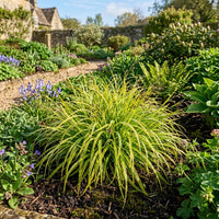 Luzula Sylvatica Solar Flair grass plants growing in a landscaped garden