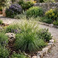 Oryzopsis Miliacea Grass Seeds for Planting – Premium Lawn & Landscape Seeds