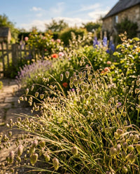 Briza Maxima Grass Seeds for Ornamental Garden Landscaping