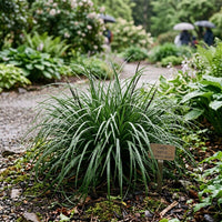 Carex Triffid ornamental grass with lush green foliage in a landscaped garden