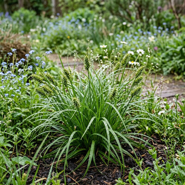 Carex Grayi ornamental sedge growing in a landscaped garden