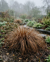 Carex Comans Bronze ornamental grass with cascading bronze foliage in a landscaped garden