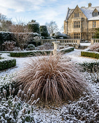 A winter garden scene with a large ornamental grass in the foreground dusted with snow, surrounded by trimmed hedges and a stone mansion in the background under a pale sky.