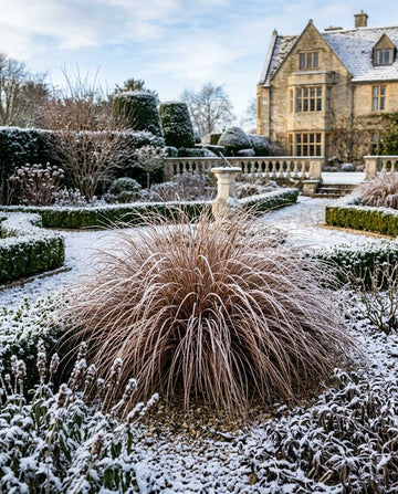 A winter garden scene with a large ornamental grass in the foreground dusted with snow, surrounded by trimmed hedges and a stone mansion in the background under a pale sky.