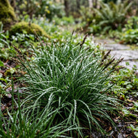 Luzula Spicata Grass Seeds for Planting | Hardy Ornamental Grass