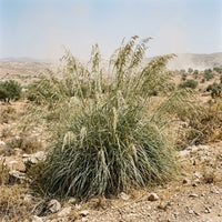 Ampelodesmos Mauritanica Grass Seeds for Ornamental Landscaping