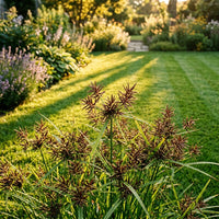 Cyperus Rotundus 'Sea Urchin' Grass Seeds for Planting