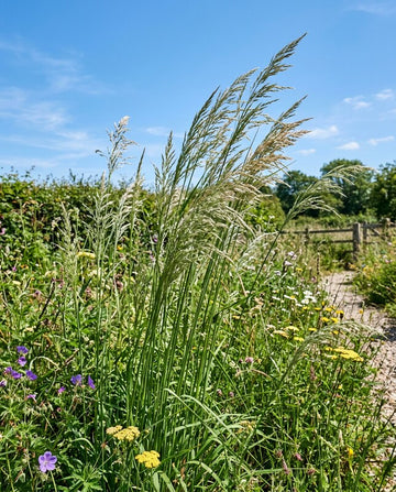 Tall green ornamental grasses with feathery seed heads swaying in the wind, growing in a wildflower meadow with small purple and yellow wildflowers under a bright blue sky.