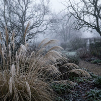 Pennisetum Macrourum Grass Seeds for Ornamental Garden Planting