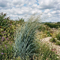 A tall ornamental grass with fine blue-green blades stands in a garden pathway surrounded by wildflowers, shrubs, and a cloudy blue sky.