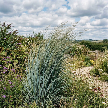 A tall ornamental grass with fine blue-green blades stands in a garden pathway surrounded by wildflowers, shrubs, and a cloudy blue sky.
