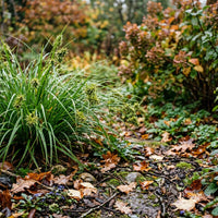 Carex Grayi Grass Seeds for Ornamental Gardens & Wet Landscapes