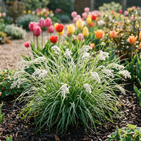 Luzula Nivea Grass Seeds for Planting | Ornamental White Woodrush