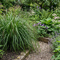 Carex Pendula Moonraker ornamental grass growing in a landscaped garden