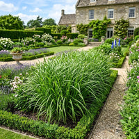 Carex Triffid Grass Seeds for Ornamental Garden Landscaping