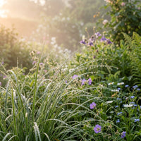 Carex Serotina Grass Seeds for Ornamental Garden Landscaping