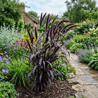 Pennisetum Glaucum 'Purple Majesty' Grass Seeds – Ornamental Purple Foliage for Gardens