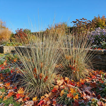 Juncus Pallidus Grass Seeds Growing in an Ornamental Garden