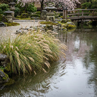 Hystrix Patula ornamental grass growing in a landscaped garden