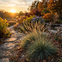 Festuca Californica Grass Seeds for Lawns, Landscaping & Natural Gardens