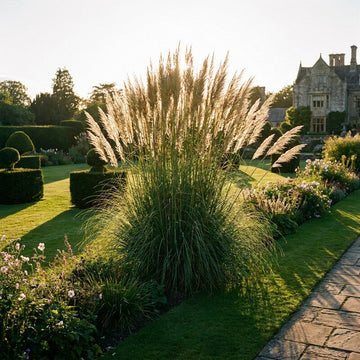 Juncus Mallorcan Giant grass plants growing in a garden landscape