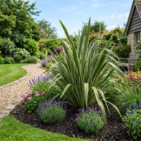 Phormium Tenax Grass Seeds for Planting – Ornamental Garden Grass