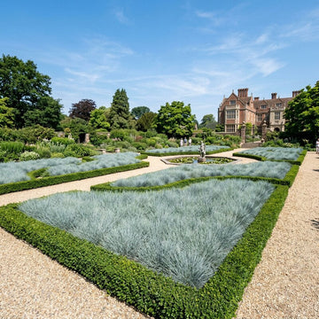 Elymus Magellanicus ornamental blue grass growing in a landscaped garden