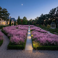 Muhlenbergia Capillaris Grass Seeds for Planting | Premium Ornamental Grass