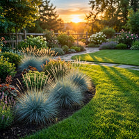 Festuca Glauca Blue Select Grass Seeds – Ornamental Blue Fescue for Borders & Landscaping