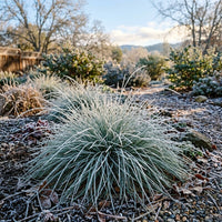 Festuca Californica Grass Seeds for Lawns, Landscaping & Natural Gardens