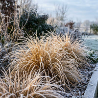 Schoenoxiphium 'Golden Caterpillars' Grass Seeds for Planting