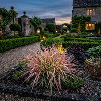 Carex Morrowii 'Pinkie' Grass Seeds for Ornamental Gardens