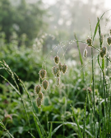 Close-up of green grass seed heads and blades with dew drops in a soft-focus garden setting.