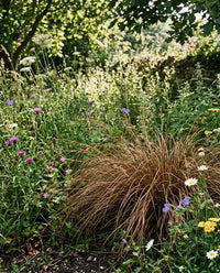 Carex Flagellifera ornamental grass with cascading bronze-green foliage in a garden landscape