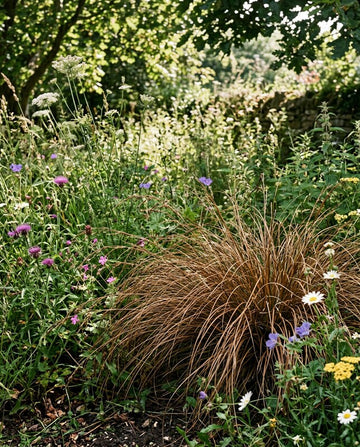 Carex Flagellifera ornamental grass with cascading bronze-green foliage in a garden landscape